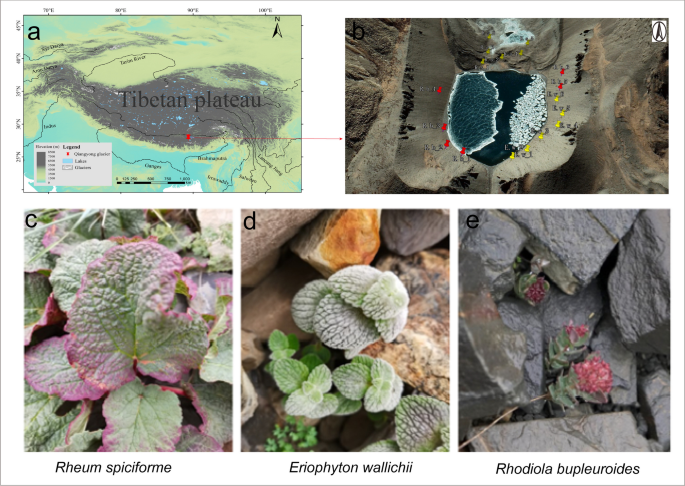 Plant compartment niche is more important in structuring the fungal community associated with alpine herbs in the subnival belt of the Qiangyong glacier than plant species