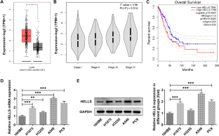 HELLS Knockdown Inhibits the Malignant Progression of Lung Adenocarcinoma Via Blocking Akt/CREB Pathway by Downregulating KIF11.