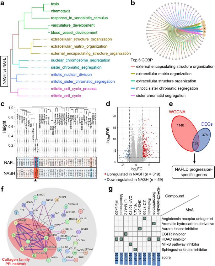 Integration of transcriptomic analysis and multiple machine learning approaches identifies NAFLD progression-specific hub genes to reveal distinct genomic patterns and actionable targets