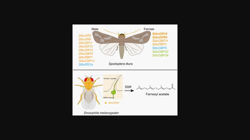 Identification and functional characterization of chemosensory genes in olfactory and taste organs of Spodoptera litura (Lepidoptera: Noctuidae).