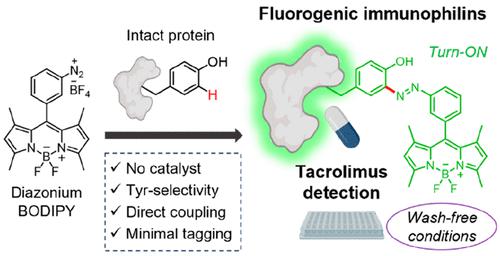 Nonperturbative Fluorogenic Labeling of Immunophilins Enables the Wash-free Detection of Immunosuppressants