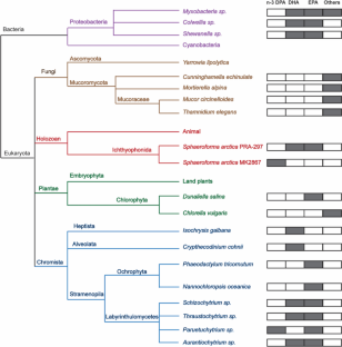 Accumulation of docosapentaenoic acid (n-3 DPA) in a novel isolate of the marine ichthyosporean Sphaeroforma arctica.