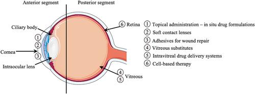 Smart molecules in ophthalmology: Hydrogels as responsive systems for ophthalmic applications