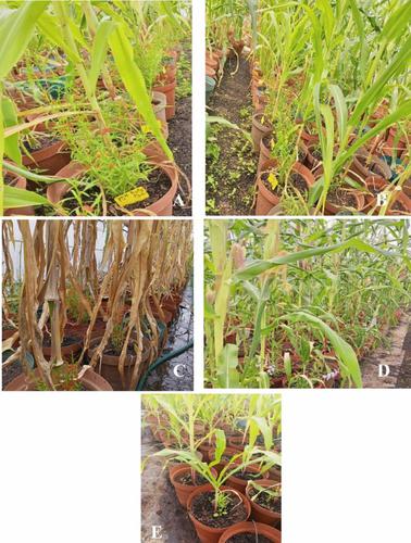 Screening tropical and sub-tropical maize germplasm for resistance to Striga hermonthica and S. asiatica and yield-related traits