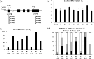 Programmed cell death-1-modified pig developed using electroporation-mediated gene editing for in vitro fertilized zygotes.