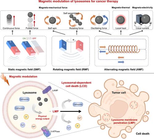 Magnetic modulation of lysosomes for cancer therapy.