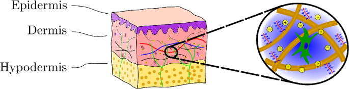 A quadriphasic mechanical model of the human dermis