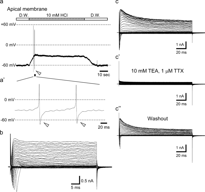 Characteristics of A-type voltage-gated K<sup>+</sup> currents expressed on sour-sensing type III taste receptor cells in mice.