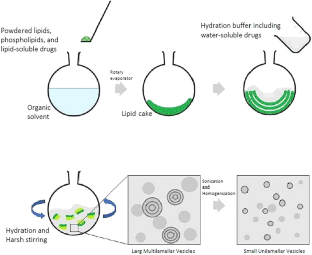 Evaluating the effect of liposomes containing vitamin E on bone metabolism