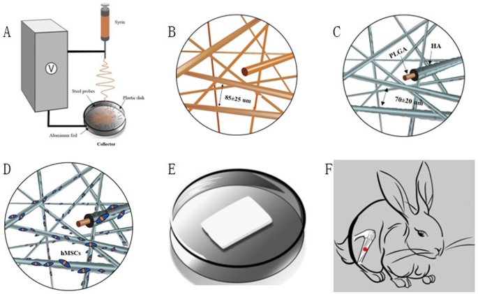 A novel fluffy PLGA/HA composite scaffold for bone defect repair.