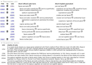 Towards a Terminologia Anatomica Humana