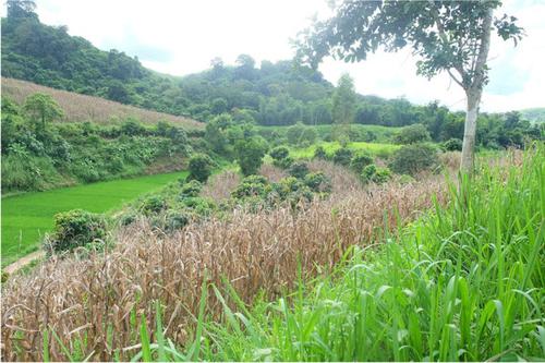 Adapting agroforestry to upland farming systems: narratives from smallholder farmers in Northwest Vietnam