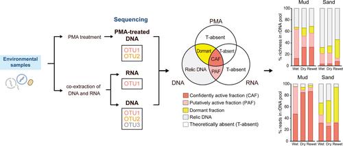 Employing a triple metabarcoding approach to differentiate active, dormant and dead microeukaryotes in sediments