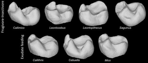 Comparison of dental topography of marmosets and tamarins (Callitrichidae) to other platyrrhine primates using a novel freeware pipeline