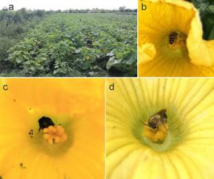 Bee size increases pollen deposition in Cucurbita maxima (Cucurbitaceae) crops