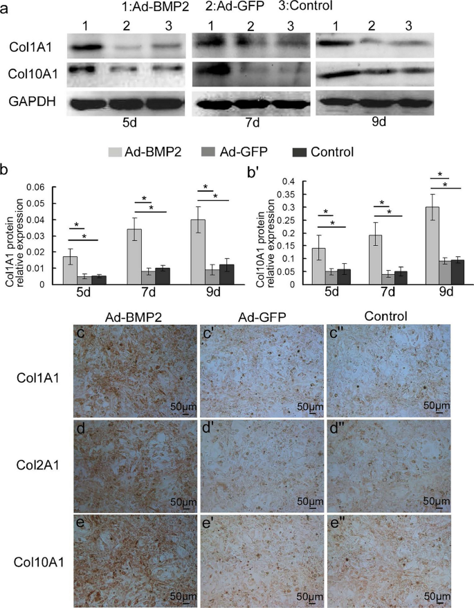 Correction to: BMP2 induces chondrogenic differentiation, osteogenic differentiation and endochondral ossification in stem cells.