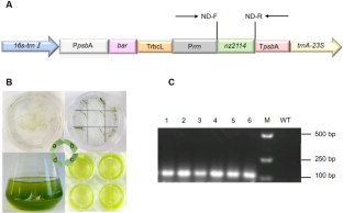 Oral Administration of Antimicrobial Peptide NZ2114 Through the Microalgal Bait Tetraselmis subcordiformis (Wille) Butcher for Improving the Immunity and Gut Health in Turbot (Scophthalmus maximus L.)