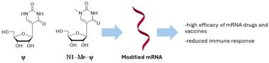 Pseudouridine and N1-methylpseudouridine as potent nucleotide analogues for RNA therapy and vaccine development