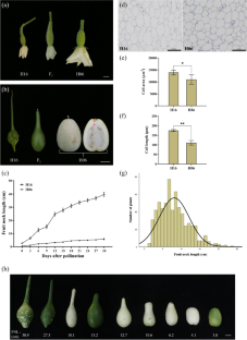 Fine mapping and identification of regulatory genes for fruit neck length in bottle gourd (Lagenaria siceraria)