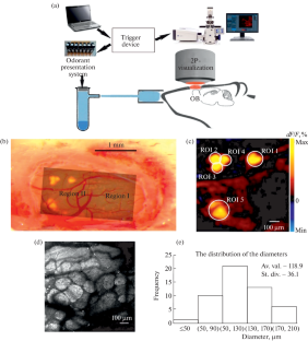 Biosensor Systems: Determination of Optimal Time Parameters of Olfactory Stimulation