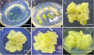 Mass propagation of microtubers from suspension cultures of Pinellia ternata cells and quality analysis of the regenerated tubers