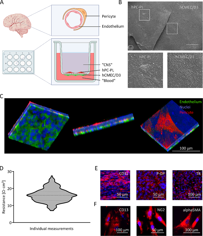 RGD-coated polymeric microbubbles promote ultrasound-mediated drug delivery in an inflamed endothelium-pericyte co-culture model of the blood-brain barrier.