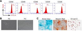 Ocu-miR-10a-5p promotes the chondrogenic differentiation of rabbit BMSCs by targeting BTRC-mediated Wnt/β-catenin signaling pathway