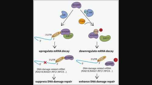 Acetylated KHSRP impairs DNA-damage-response-related mRNA decay and facilitates prostate cancer tumorigenesis.