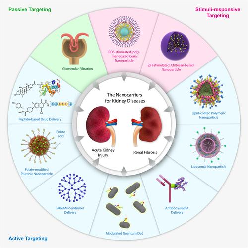 A quantitative review of nanotechnology-based therapeutics for kidney diseases.