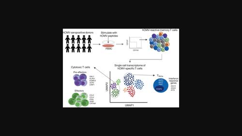 Single-cell transcriptomic and T cell antigen receptor analysis of human cytomegalovirus (hCMV)-specific memory T cells reveals effectors and pre-effectors of CD8+- and CD4+-cytotoxic T cells