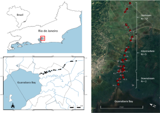 Genetic origin and morphometric traits of invasive African catfish (Clarias gariepinus) in a protected area in southeastern Brazil