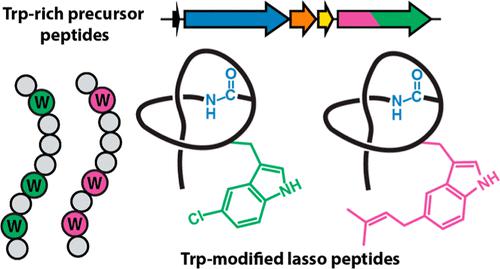 Tryptophan-Centric Bioinformatics Identifies New Lasso Peptide Modifications