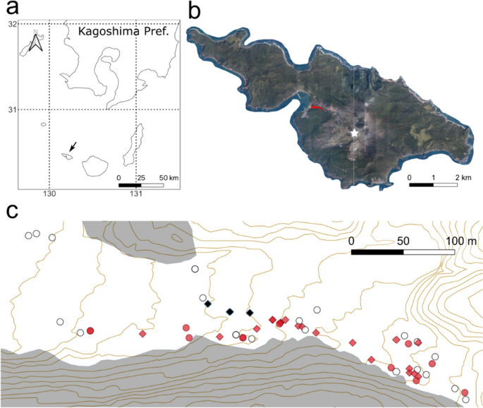 Effects of root-colonizing fungi on pioneer Pinus thunbergii seedlings in primary successional volcanic mudflow on Kuchinoerabu Island, Japan