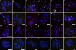 Divergence of 10 satellite repeats in Artemisia (Asteraceae: Anthemideae) based on sequential fluorescence in situ hybridization analysis: evidence for species identification and evolution