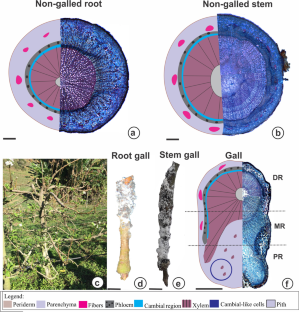 Implications of cell wall immunocytochemical profiles on the structural and functional traits of root and stem galls induced by Eriosoma lanigerum on Malus domestica.