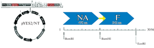 Cassette Construction and Co-Expression of NA and F Proteins of H1N1 Influenza Virus and Newcastle Disease Virus in Saccharomyces cerevisiae