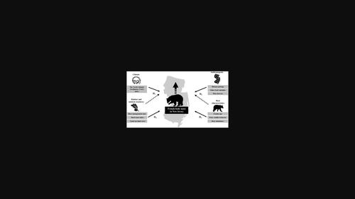 Predictors of female American black bear body mass in an anthropogenic landscape