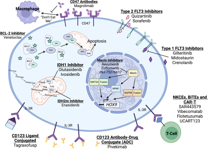 Novel Therapeutic Targets in Acute Myeloid Leukemia (AML)