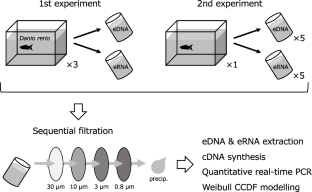 Larger particle size distribution of environmental RNA compared to environmental DNA: a case study targeting the mitochondrial cytochrome b gene in zebrafish (Danio rerio) using experimental aquariums