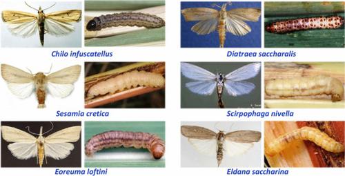 Sugarcane borers: species, distribution, damage and management options