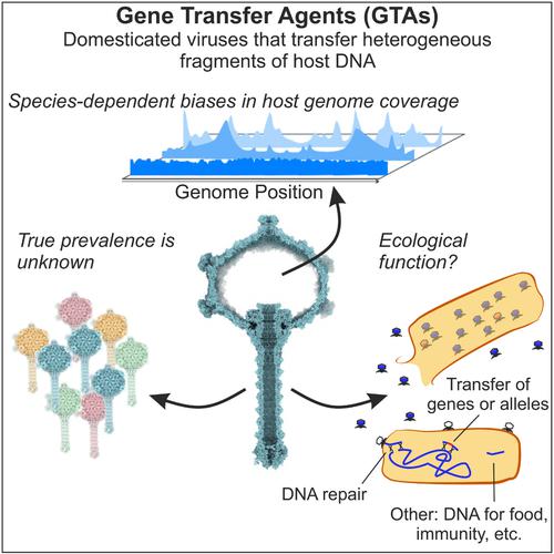 Gene transfer agents: The ambiguous role of selfless viruses in genetic exchange and bacterial evolution.