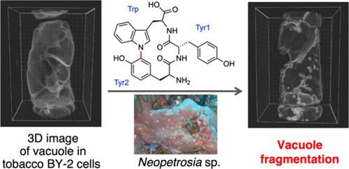 Neopetromin, a Cyclic Tripeptide with a C–N Cross-Link, from the Marine Sponge Neopetrosia sp., That Causes Vacuole Fragmentation in Tobacco BY-2 Cells