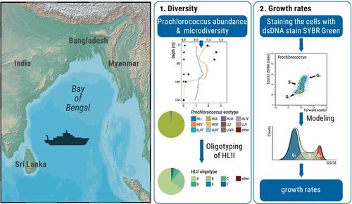 A single Prochlorococcus ecotype dominates the tropical Bay of Bengal with ultradian growth