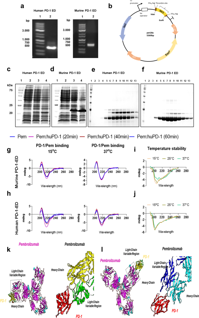 Early microvascular coronary endothelial dysfunction precedes pembrolizumab-induced cardiotoxicity. Preventive role of high dose of atorvastatin