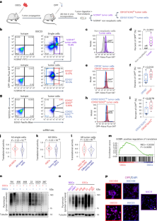 Threonine fuels glioblastoma through YRDC-mediated codon-biased translational reprogramming