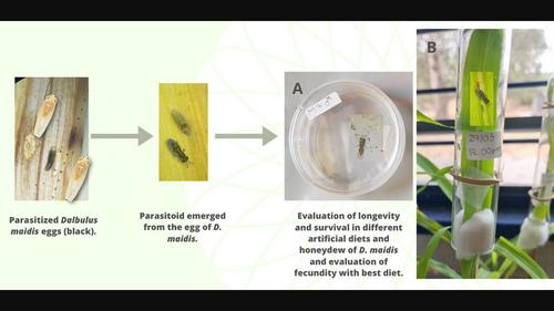 Effects of food resources on the longevity, survival, and fecundity of Paracentrobia subflava adults, an egg parasitoid of the corn leafhopper pest Dalbulus maidis