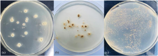 Immobilization of Azospirillum Bacteria on Various Carriers