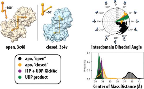 In Vitro and In Silico Explorations of the Protein Conformational Changes of Corynebacterium glutamicum MshA, a Model Retaining GT-B Glycosyltransferase