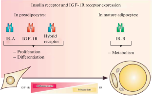 Molecular and Cellular Mechanisms Governing Adipogenic Differentiation