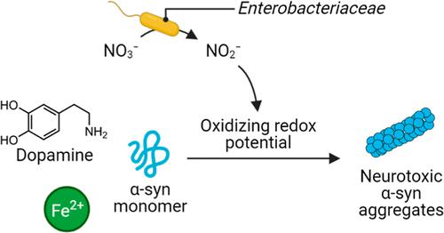 Discovery of a Gut Bacterial Metabolic Pathway that Drives α-Synuclein Aggregation